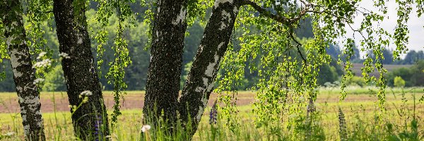 Rośliny, Brzozy, Drzewa