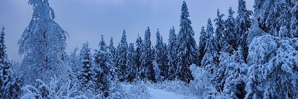 Drzewa, Zaśnieżony, Las, Droga, Śnieg, Zima