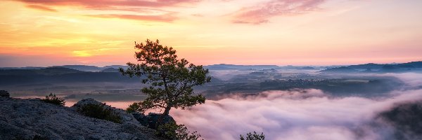 Mgła, Góry Połabskie, Skały, Park Narodowy Saskiej Szwajcarii, Niemcy, Wschód słońca, Sosna