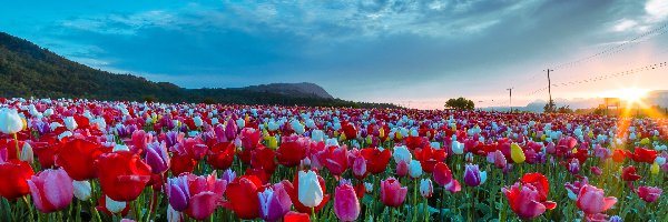 Kolorowe, Wschód słońca, Tulipany, Pole