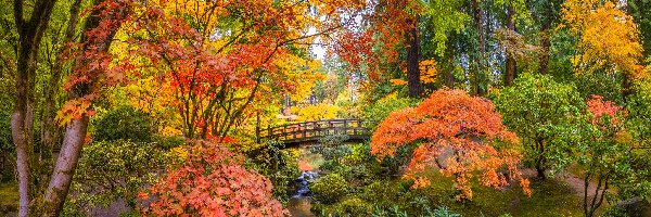 Drzewa, Jesień, Portland, Oregon, Stany Zjednoczone, Mostek, Kolorowa, Ogród japoński, Roślinność