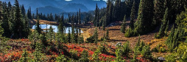 Drzewa, Góry, Krzewy, Mount Rainier, Stany Zjednoczone, Jezioro, Las, Stan Waszyngton, Tipsoo Lake, Stratowulkan, Park Narodowy Mount Rainier