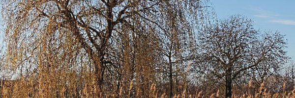Wierzba płacząca, Drzewa, Trawa