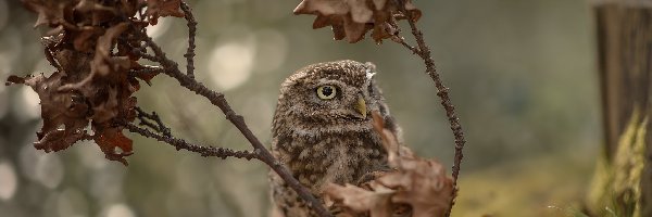 Pójdźka zwyczajna, Liście, Gałązki, Sowa