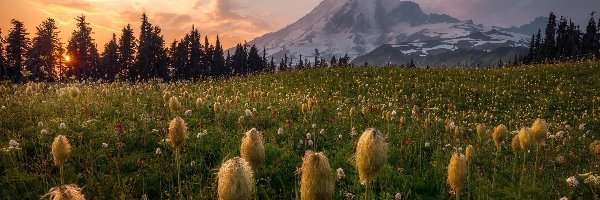 Wschód słońca, Zjednoczone, Góry, Miądrzyga, Stratowulkan Mount Rainier, Łąka, Kwiaty, Stany, Park Narodowy Mount Rainier, Drzewa