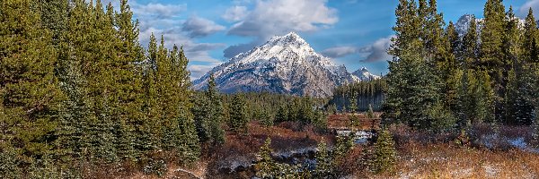 Trawa, Góry Skaliste, Obszar, Smuts Creek, Kanada, Drzewa, Sucha, Alberta, Skały, Rzeka, Kananaskis Country