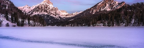 Drzewa, Zaśnieżone, Jezioro, Szwajcaria, Góry, Zima