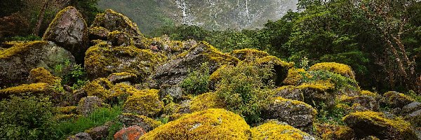 Kamienie, Nowa Zelandia, Głazy, Park Narodowy Fiordland, Drzewa, Szlak, Omszałe, Góry, Milford Track, Wyspa Południowa, Mgła