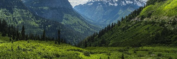 Dolina, Las, Stany Zjednoczone, Stan Montana, Drzewa, Chmury, Park Narodowy Glacier, Góry Skaliste