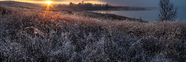 Trawy, Wschód słońca, Jezioro, Oszronione