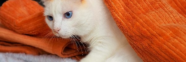 Biało-rudy, Koc, Kot, Niebieskooki
