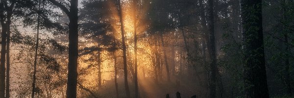 Las, Mgła, Drzewa, Przebijające światło