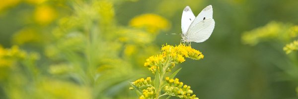 Motyl, Żółta, Bielinek kapustnik, Nawłoć, Roślina