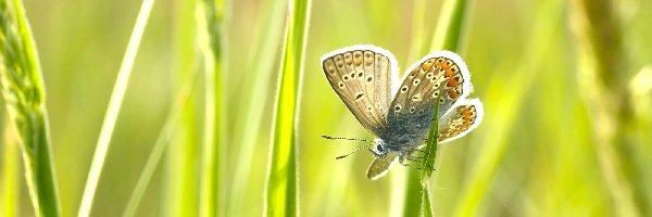 Trawa, Motyl, Źdźbło, Modraszek ikar