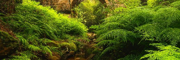 Nowa Południowa Walia, Paprocie, Blue Mountains, Australia, Lennox Bridge, Most