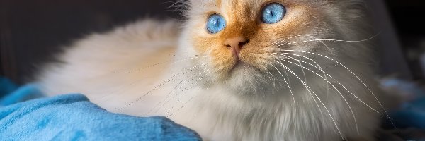 Koc, Kot, Niebieskie, Puszysty, Biało-rudawy, Niebieski, Oczy