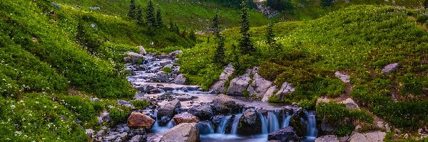 Drzewa, Potok, Park Narodowy Mount Rainier, Waszyngton, Stany Zjednoczone, Kamienie, Kwiaty, Góry, Łąka