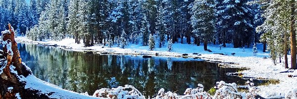 Zima, Jezioro, Tioga Lake, Drzewa, Stany Zjednoczone, Las, Kłody, Kalifornia, Góry, Śnieg, Park Narodowy Yosemite