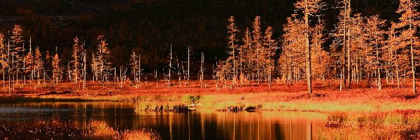 Jesień, Drzewa, Pożółkłe, Odbicie, Jezioro