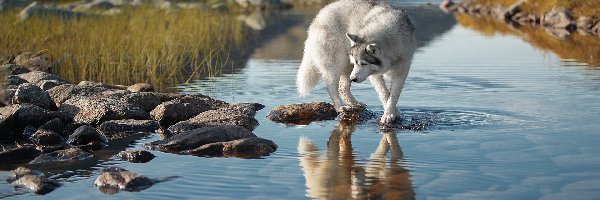 Kamienie, Góry, Rzeka, Trawa, Sieberian husky, Pies