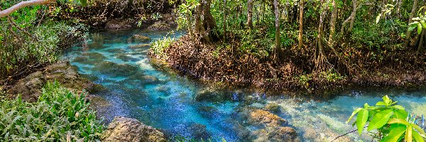 Krabi, Rezerwat przyrody, Tha Pom Khlong Song Nam Prowincja, Tajlandia, Rośliny, Mokradła