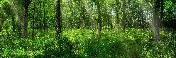 Las, Rośliny, Drzewa, Lato, Przebijające światło