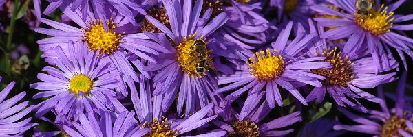 Fioletowe, Pszczoły, Kwiaty, Astry