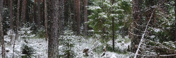 Ośnieżona, Las, Drzewa, Trawa, Śnieg, Zima