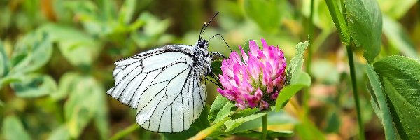 Motyl, Kwiaty, Niestrzęp głogowiec, Liście, Koniczyna