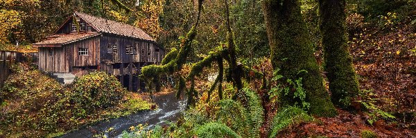 Woodland, Młyn, Stany Zjednoczone, Paprocie, Rzeka, Omszałe, Drzewa, Jesień, Cedar Creek Grist Mill, Stan Waszyngton