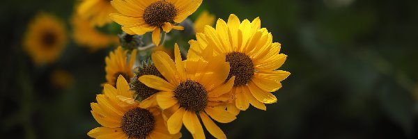 Kwiaty, Żółte, Zbliżenie