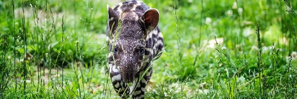 Trawa, Tapir amerykański, Młody