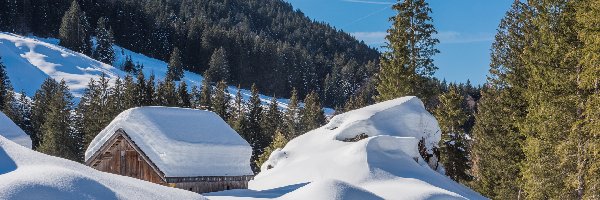 Śnieg, Las, Drzewa, Góry, Zima, Zaspy, Szopa