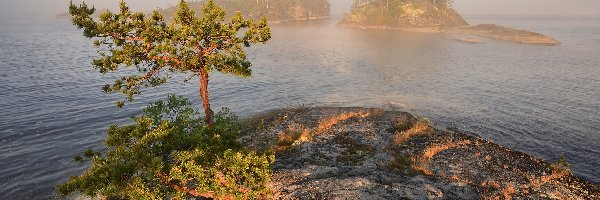 Sosna, Skały, Drzewa, Mgła, Wysepki, Jezioro