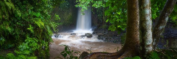 Kamienie, Drzewa, Indonezja, Bali, Rzeka, Wodospad, Sumampan Waterfall, Las