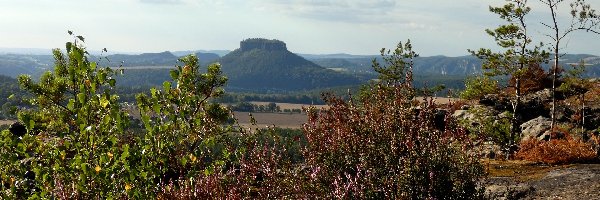 Krzewy, Góra Lilienstein, Niemcy, Saksonia, Drzewa, Wrzos, Szwajcaria Saksońska, Góry Połabskie