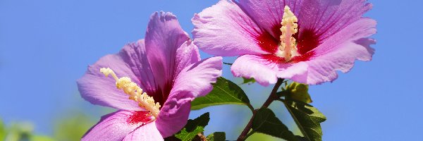 Hibiskusy, Kwitnące, Różowe