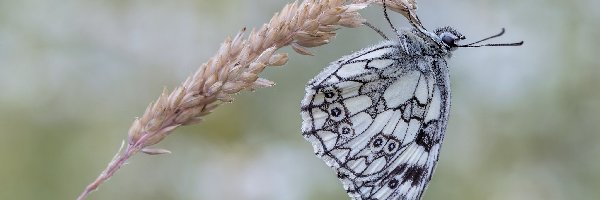 Polowiec szachownica, Źdźbło, Trawa, Motyl