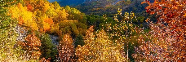 Kolorowe, Góry, Francja, Col de la Cayolle, Alpy, Drzewa, Przełęcz, Jesień