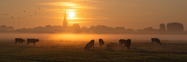 Krowy, Łąka, Zachód słońca, Ptaki, Trawa, Mgła, Drzewa, Pole