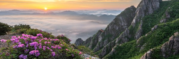 Skały, Park Narodowy Wolchulsan, Niebo, Kamienie, Korea Południowa, Góry, Mgła, Krzewy, Kwiaty, Poranek, Azalie, Wschód słońca, Rododendrony