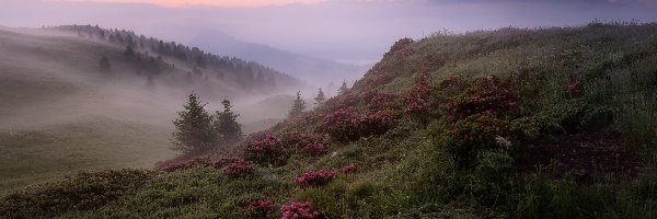 Trawa, Mgła, Drzewa, Góry, Poranek, Kwiaty, Łąka