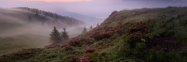 Trawa, Mgła, Drzewa, Góry, Poranek, Kwiaty, Łąka