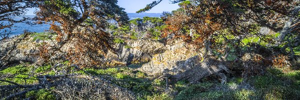 Rezerwat przyrody, Rośliny, Drzewa, Skały, Morze, Stany Zjednoczone, Kalifornia, Cyprysy wielkoszyszkowe, Point Lobos