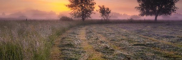 Poranek, Trawa, Drzewa, Wschód słońca, Mgła, Łąka