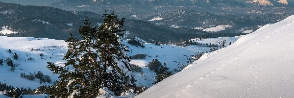 Polska, Drzewa, Pieniny, Śnieg, Zima, Tatry, Góry