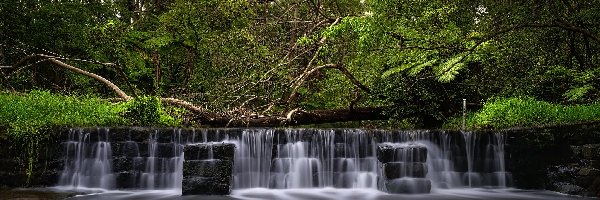 Paproć, Kaskada, Drzewa, Australia, Millards Creek, Rzeka