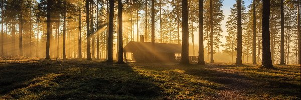 Dom, Las, Drzewa, Przebijające światło, Trawa