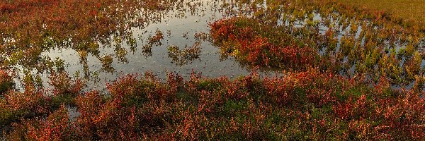 Rośliny, Kolorowe, Bagno