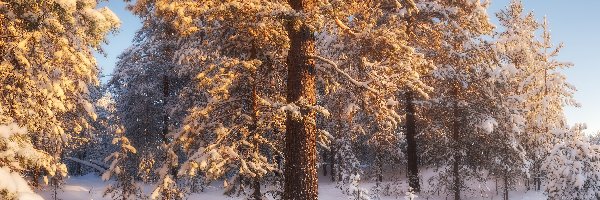 Śnieg, Las iglasty, Drzewa, Zima